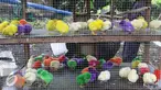 Sejumlah anak ayam berwarna-warni yang disepuh dijajakan pedagang di Puri Bukit, Depok, Sabtu (15/1). Pedang menjual anak ayam warna warni tekstil tersebut  seharga Rp 2.500-5,000 per-ekor. (Liputan6.com/Helmi Affandi)
