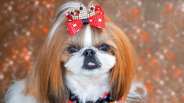 Shih Tzu