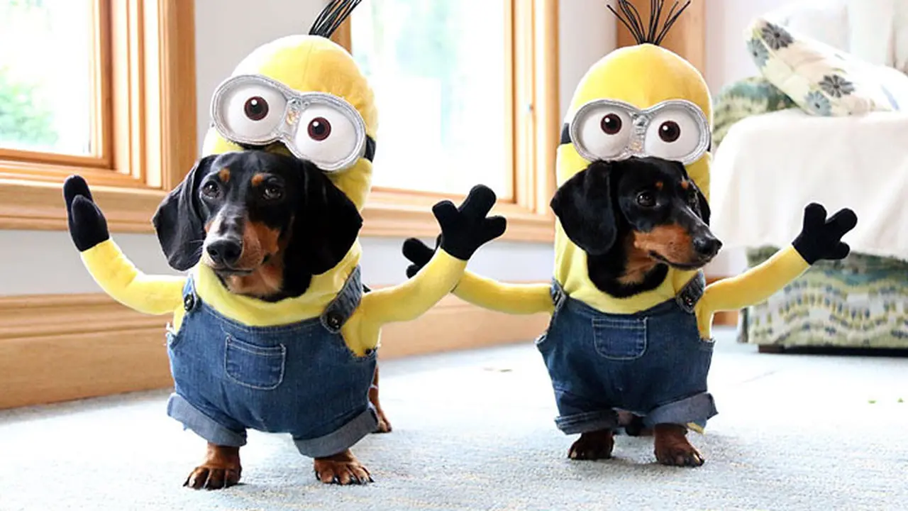 Begini Jadinya Kalau Minions Dijadikan Kostum Untuk Anjing
