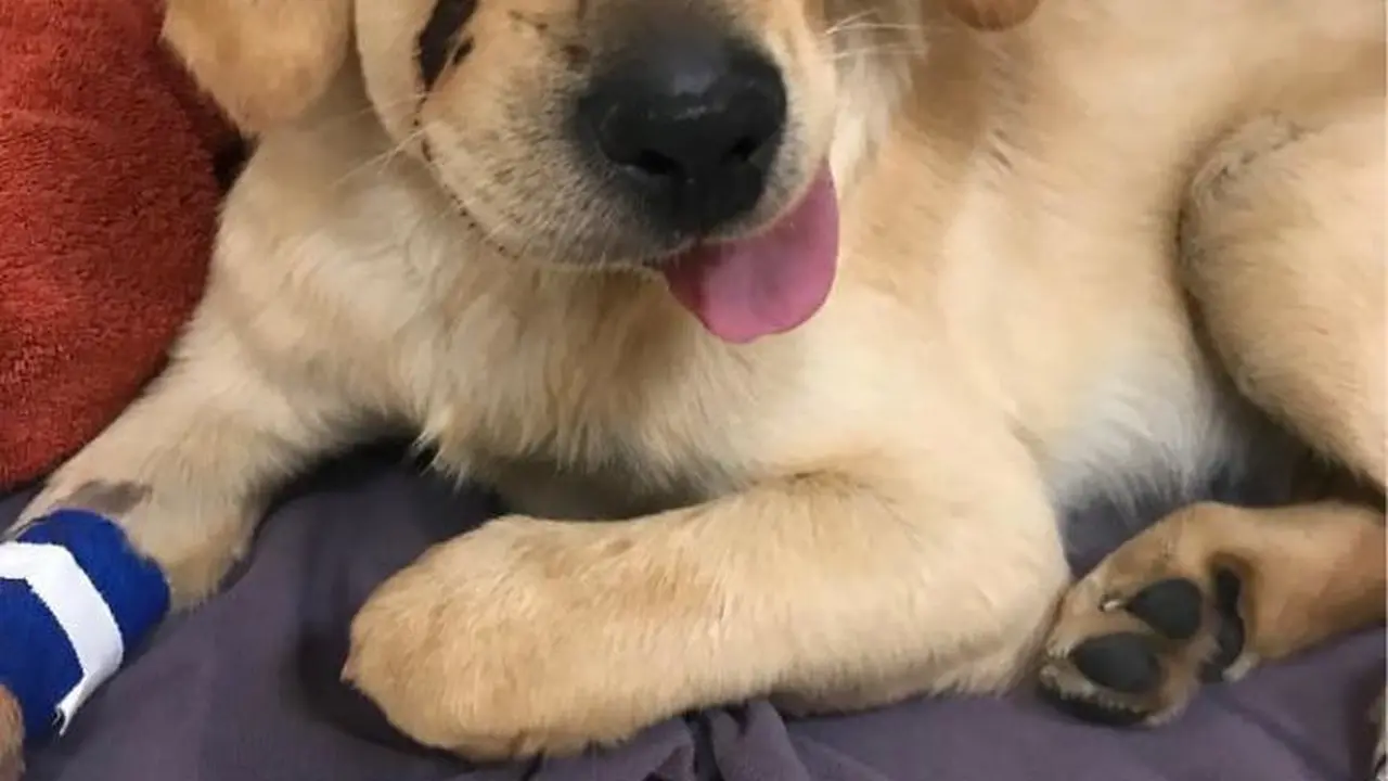 Todd, si anjing penyelamat (boredpanda)