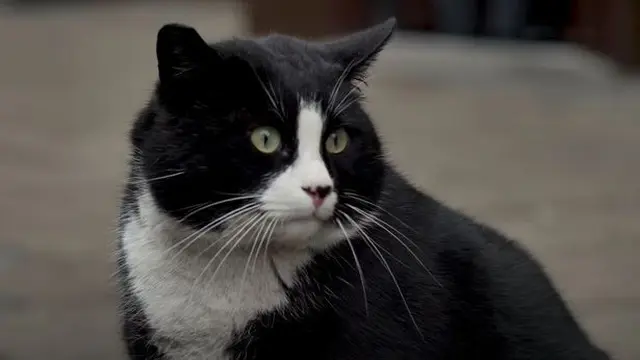 Kucing Besar Jadi Daya Tarik Wisata Utama di Polandia
