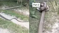 Viral video pertarungan ular king kobra raksasa dengan piton di kebun sawit. (Sumber: TikTok/@hendraaseng6)