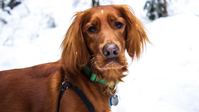 Irish Setter