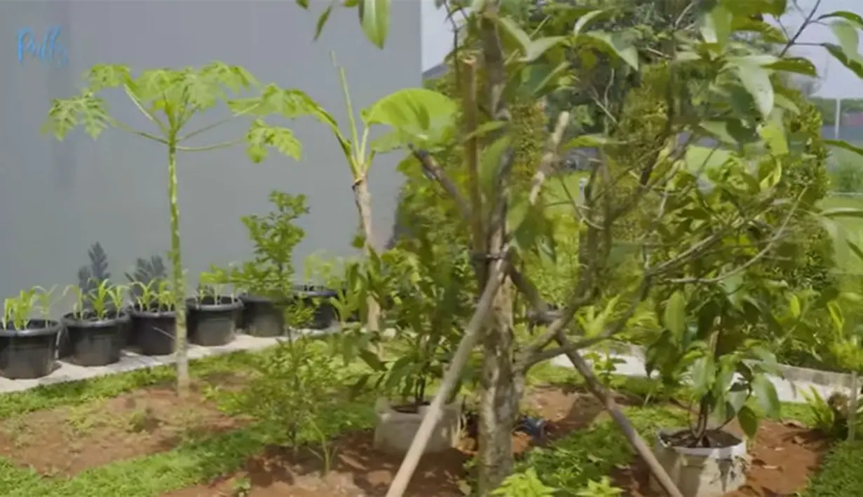 Kebun sayur Prilly Latuconsina (Youtube/ Prilly Latuconsina)