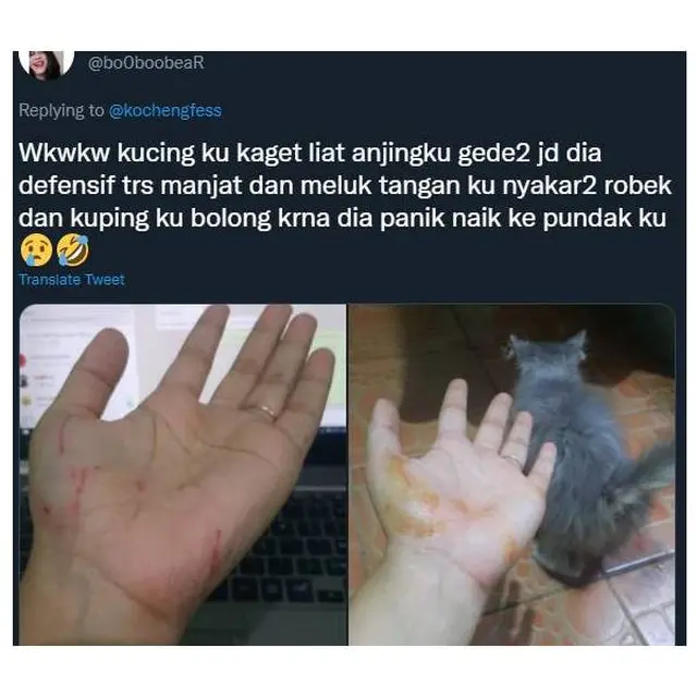 7 Potret Ulah Kucing Bandel Cakar Majikan Ini Bikin Ngilu