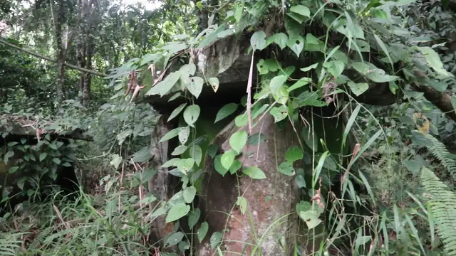 Penemuan kuburan batu di Taman Nasional Kayan Mentarang. (Liputan6.com/Abdul Jalil)