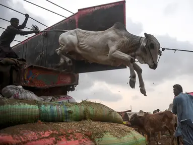 Pedagang menurunkan sapi dari truk di pasar ternak yang disiapkan untuk hewan kurban pada Hari Raya Idul Adha di Karachi, Pakistan pada Jumat (10/7/2020). Idul Adha merupakan salah satu hari raya umat Islam di dunia yang identik dengan penyembelihan hewan kurban bagi yang mampu. (Asif HASSAN/AFP)