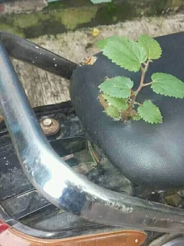 10 Motor Tak Pernah Dipakai Ini Bikin Geleng Kepala, Jadi Tempat Jamur