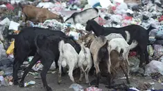 Sejumlah kambing memakan sampah plastik di tempat pembuangan sampah di kawasan Sunter, Jakarta, Rabu (8/5). Sulitnya mencari rumput di Ibukota menyebabkan para peternak terpaksa membiarkan hewan-hewan tersebut mengais makanan tidak pada tempatnya. Liputan6.com/Immanuel Antonius