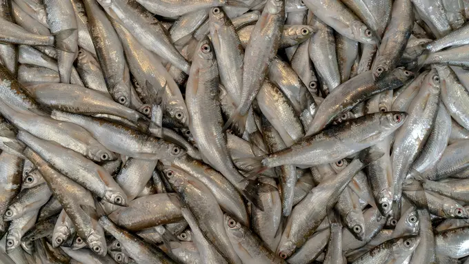 Ilustrasi Ikan
