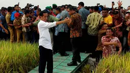 Presiden Jokowi blusukan ke sentra produksi padi di Kabupaten Pinrang, Sulawesi Selatan, Rabu (5/11/2014). (Rumgapres/Agus Suparto)