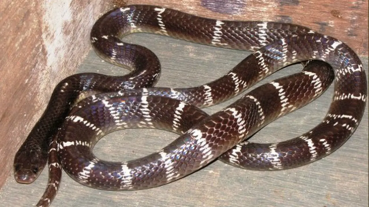 Ular Blue Krait