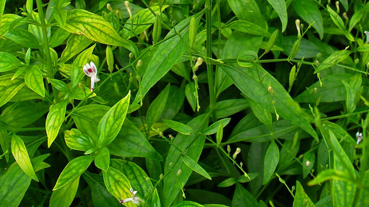 Sambiloto Bisa Turunkan Gula Darah?