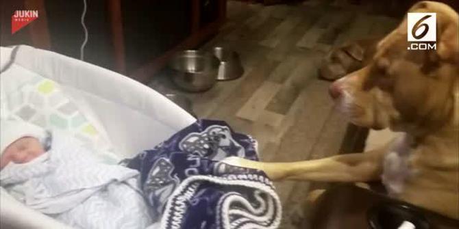 VIDEO: Mengharukan, Anjing Pitbull Ini Jaga Bayi agar Tetap Tidur Pulas