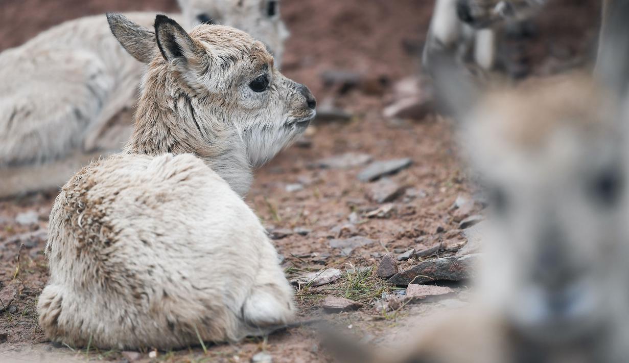 Bayi-bayi antelop Tibet di stasiun perlindungan Danau Zonag di Hoh Xil, Provinsi Qinghai, China barat laut (16/7/2020). Para petugas patroli berhasil menyelamatkan 11 ekor bayi antelop Tibet di cagar alam nasional Hoh Xil pada tahun ini, menurut pihak stasiun perlindungan itu. (Xinhua/Xue Yubin)