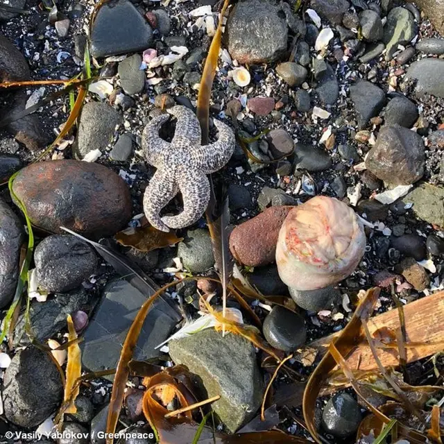 Kematian Biota Laut di Rusia