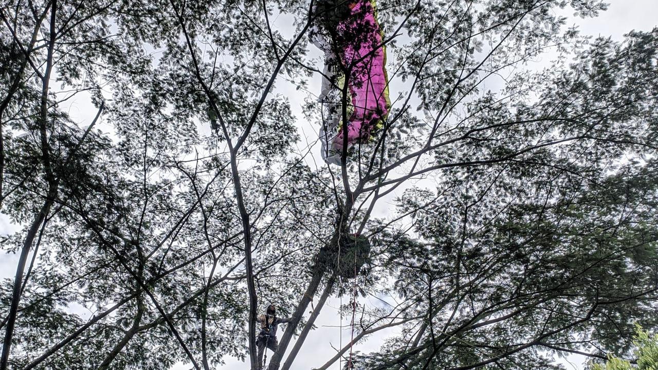 Seorang siswi paralayang tersangkut di atas pohon saat latihan di Paralayang Bukit Gantole Puncak, Cisarua, Kabupaten Bogor, Kamis (25/11/2021).