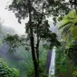 Hari Hutan Hujan Dunia, Pentingnya Ekosistem untuk Mencegah Wabah. foto: istimewa