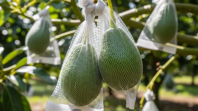 sebesar apa buah alpukat mulai dibrongsong