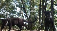 Macan tutul hitam atau macan kumbang dewasa dan anakan terekam kamera trap di hutan konservasi kawasan Gunung Semeru (Dokumen BB TNBTS dan Yayasan Sintas)