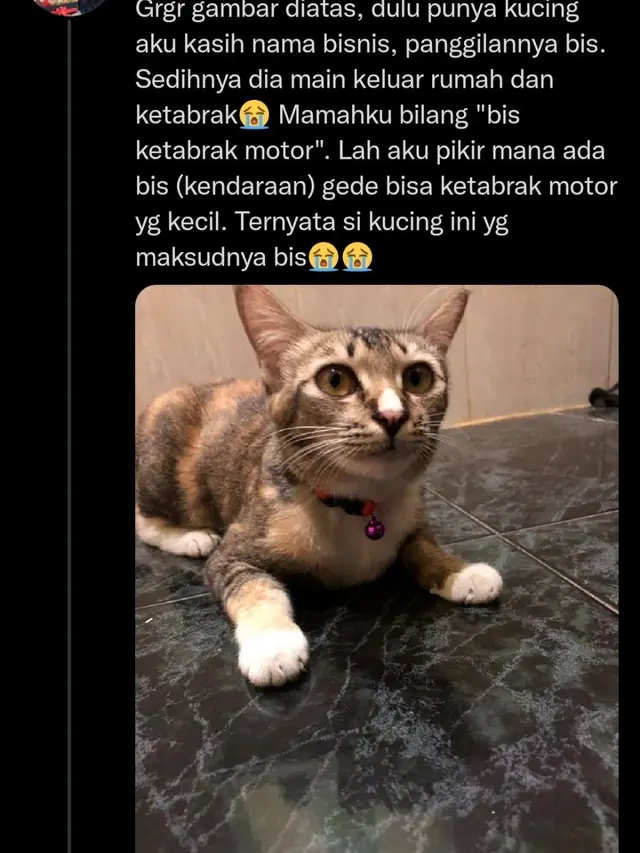 6 Nama Panggilan Kucing Ini Tak Biasa, Kocak Banget