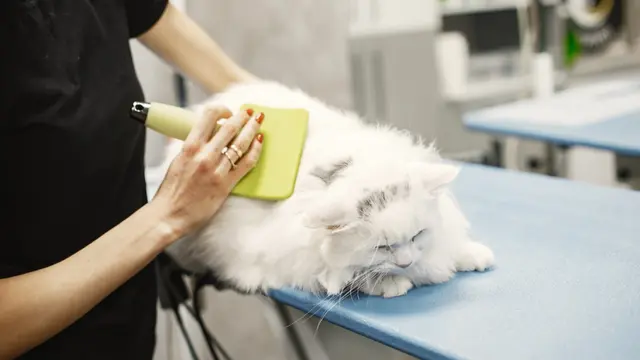 Cat Vet