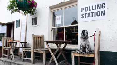Anjing jenis Cocker Spaniel, Tilly, duduk di atas kursi di luar Anglesea Arms yang dijadikan tempat pemungutan suara di London, Kamis (8/6). Para anjing itu ikut menemani majikan mereka yang ambil bagian dalam Pemilu Inggris. (Justin TALLIS/AFP)