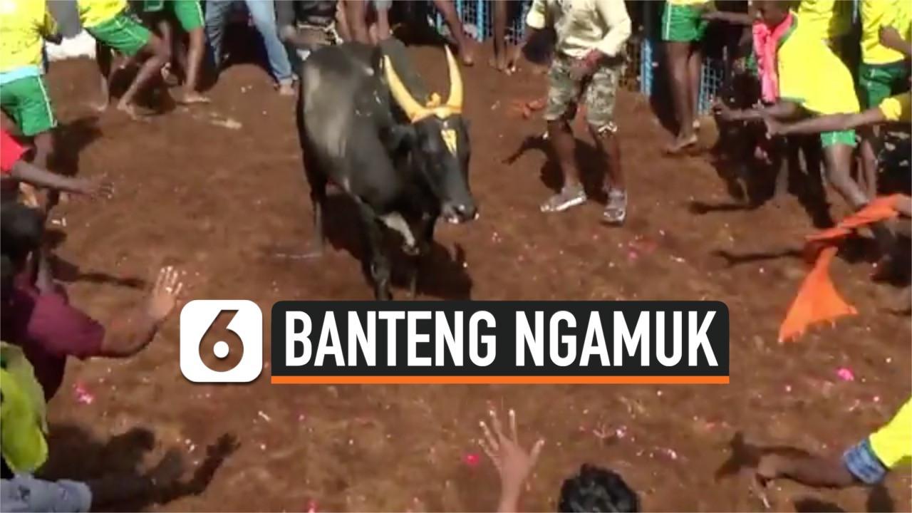 VIDEO: Banteng Ngamuk di Arena, 32 Orang Terluka