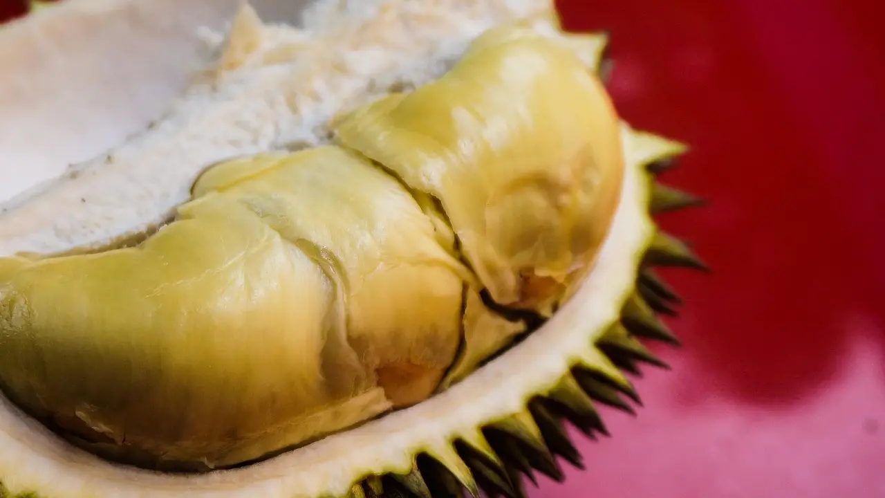 Raja Buah Durian