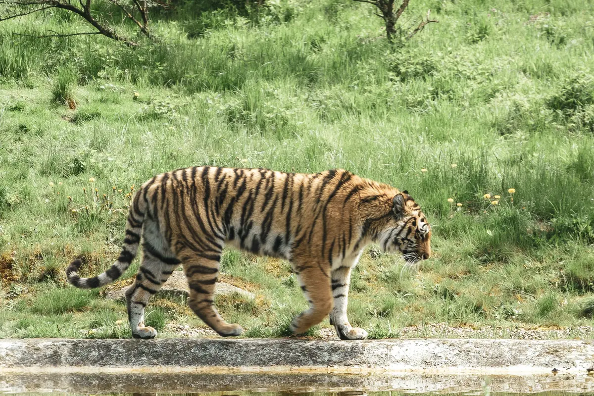 harimau