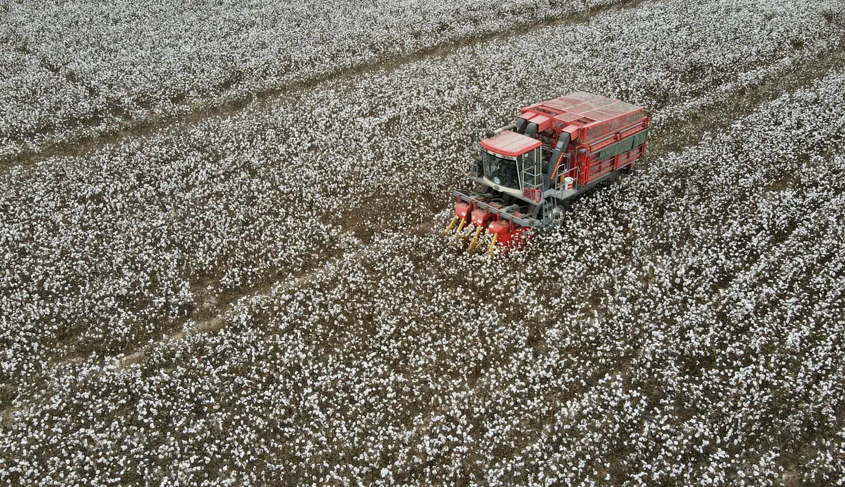 Foto dari udara yang diabadikan pada 27 Oktober 2020 ini menunjukkan mesin pemetik kapas beroperasi di sebuah ladang di Wangdaozhai, Kota Nangong, Provinsi Hebei, China utara. (Xinhua/Mu Yu)