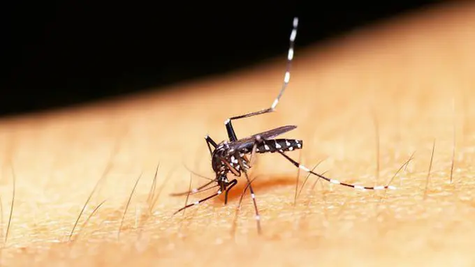 Jenis nyamuk/Copyright Shutterstock