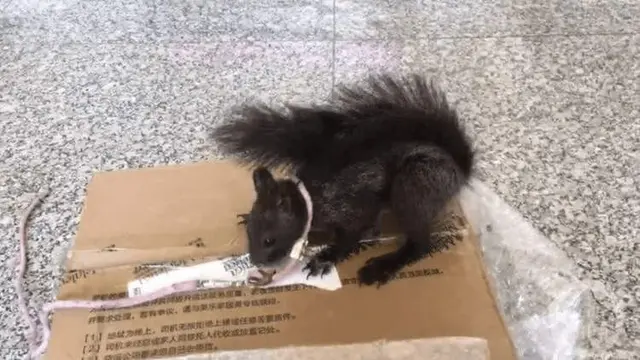 Tupai Pendeteksi Narkoba di Cina