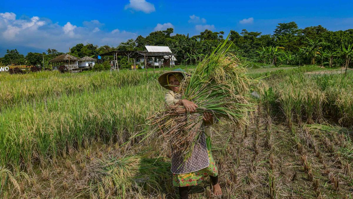 Realisasi Serapan Gabah dan Beras Bulog Capai 1,7 Juta Ton