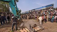 Gajah mati terlindas (Reuters)