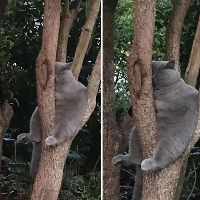 10 Potret Lucu Kucing di Atas Pohon, Ada yang Tidur Hingga Takut Ketinggian