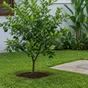 120 Rumah di Tamansari Belum Punya Septic Tank