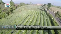 Tak hanya memiliki pemandangan yang cantik, lereng Gunung Ciremai juga merupakan surga bagi berbagai jenis sayuran.