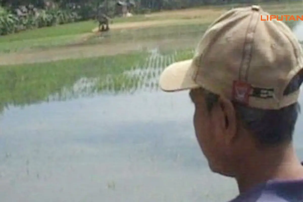 sawah-terancam-puso130716a.jpg