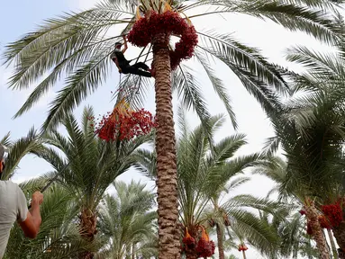 Petani memanen kurma di sebuah perkebunan di Deir el-Balah, Jalur Gaza pada 1 Oktober 2020. Musim panen kurma biasanya dimulai awal Oktober, setelah musim hujan pertama. (AP Photo/Adel Hana)