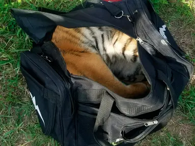 Foto yang disediakan 30 April 2018 memperlihatkan anak harimau di dalam tas yang disita di perbatasan dekat Brownsville, Texas. Anak harimau itu ditinggalkan orang-orang yang mencoba masuk Amerika secara ilegal. (U.S. Customs and Border Protection via AP)