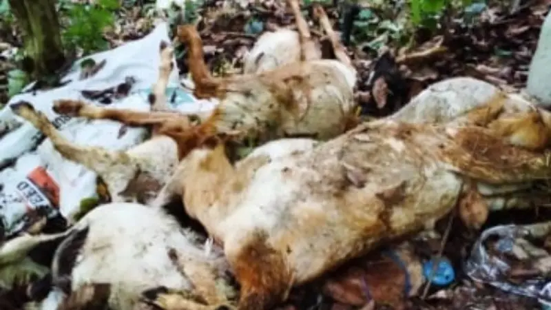 Sejumlah bangkai kambing ditemukan di pinggiran jalan Gumitir Jember. (Istimewa)