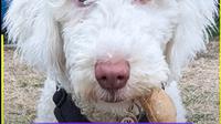 Rafa, anjing Tuli yang bisa bahasa isyarat. foto: YouTube SWNS