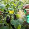 Cara Menanam Terong di Pot Vertikal agar Cepat Panen Meski Lahan Terbatas (Image by Gemini AI)