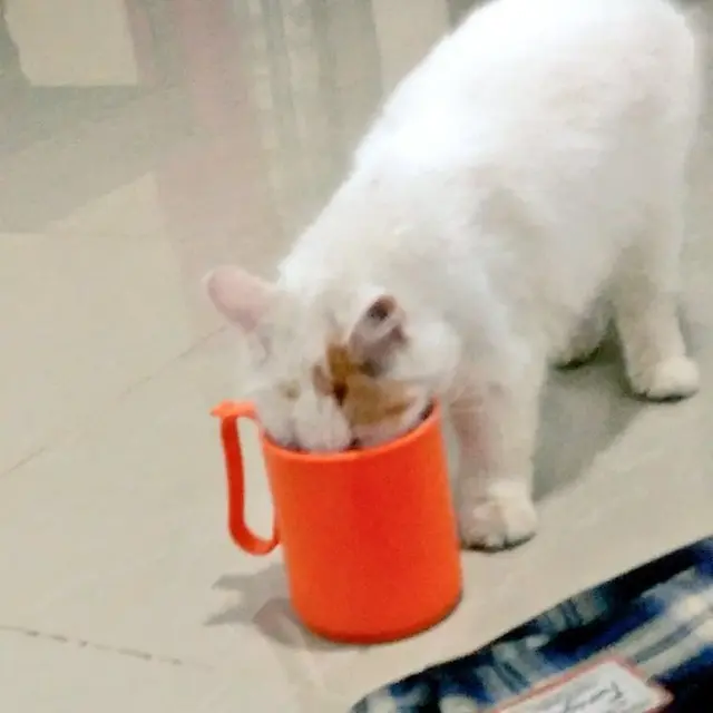 8 Potret Kucing saat Ketahuan Mencuri Makanan Ini Bikin Kesal Sekaligus Gemas