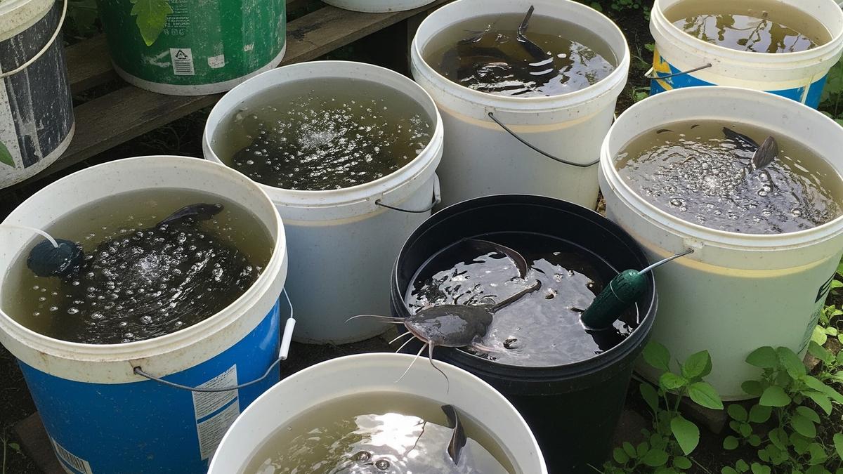 Jenis Ikan yang Cocok Dibudidaya di Ember Bekas, Peluang Usaha Skala Rumah