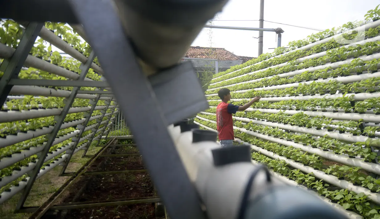Warga menanam bayam hijau dalam pipa PVC atau sistem hidroponik di Kompleks Gudang PT NBA, Serua, Bojongsari, Depok, Jawa Barat, Jumat (10/7/2020). Dengan lahan sempit, bercocok tanam dengan sistem hidroponik banyak dipilih masyarakat perkotaan untuk mengusir kejenuhan. (merdeka.com/Dwi Narwoko)