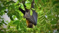 Virus Nipah berasal dari kelelawar buah yang ditularkan ke babi atau hewan pembawa lainnya. (Foto: Unsplash/Waldemar)