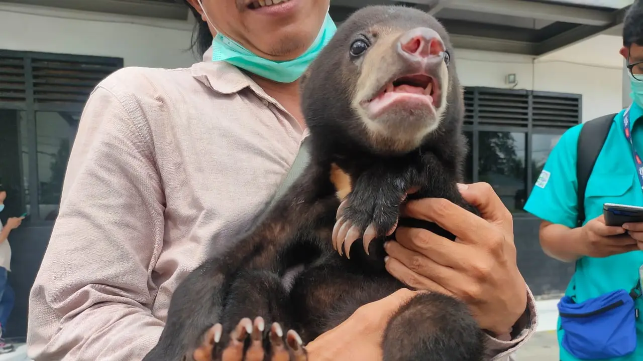 Tangisan Anakan Beruang Madu Ditinggal Induknya di Kawasan Konservasi di Sumsel