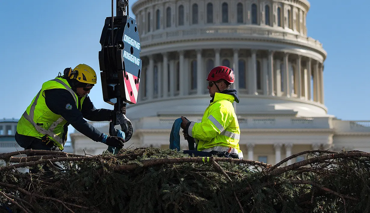 Pekerja memasang pengait saat akan menempatkan pohon Natal raksasa di halaman Gedung Capitol AS di Washington, Senin (27/11). Pohon Natal setinggi 79 kaki itu untuk persiapan menyambut Natal. (JIM WATSON/AFP)